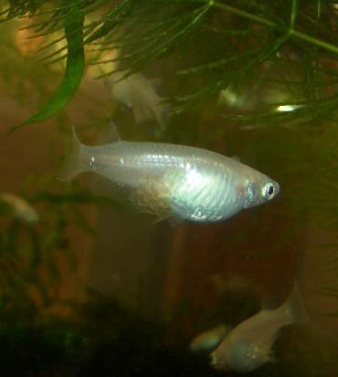 白メダカ産卵 8.19