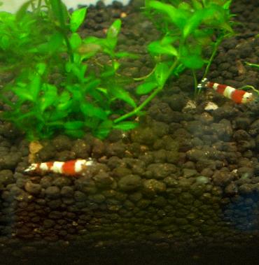 日の丸っぽいビーさん 1.5