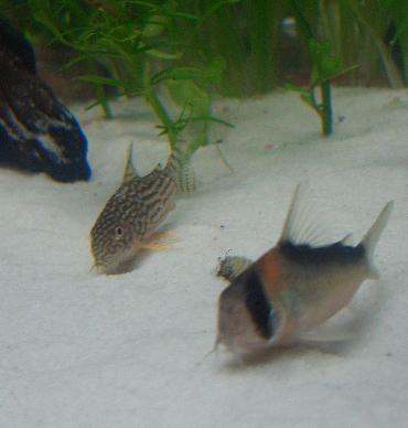 ステルバイさんとアドルフォイさん 1.30