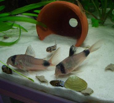 パンダさんとハブロ君 1.5