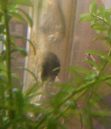 フィルターに入った石巻貝 8.19