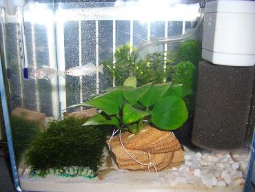 アヌビアス・ナナの活着