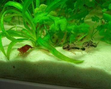 ハブロ君とチェリーさん 1.5