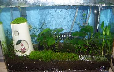 新ビー水槽 12.19