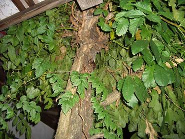 クヌギの木にカブトムシ