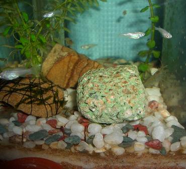 バイオリング 8.13