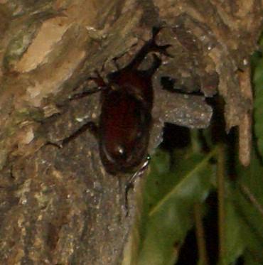 カブトムシ 8.14