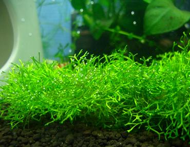 リシアの気泡 12.19