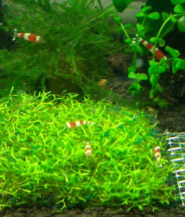 リシアをツマツマするビーさん 12.19