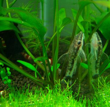 オトシンくん 1.5