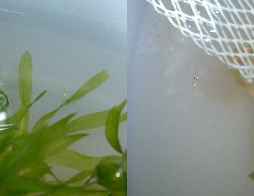 瓶から救出した稚魚メダカ