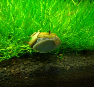 サザエ石巻貝 1.5