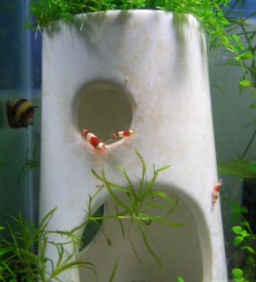 茶コケたエビタワー 1.5