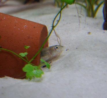 ポルカドットさんのお気に入りa 2.7