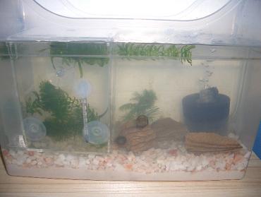 メダカ水槽 5.15