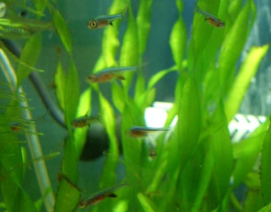 ラスボラ・アクセルロディ・ブルー 8,20