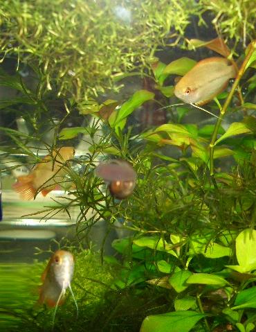 ラムズさんとハニーさん 11.25