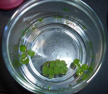 リシアボトル 8.21