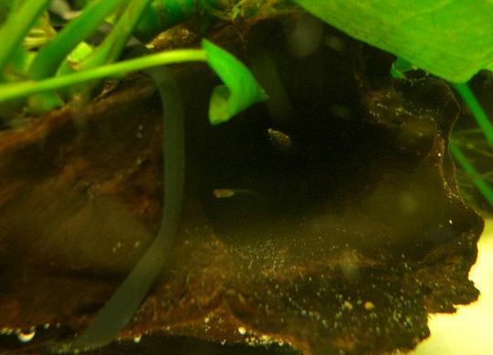 アルビノ・オールドファッションモザイク・グッピーの稚魚 12,31