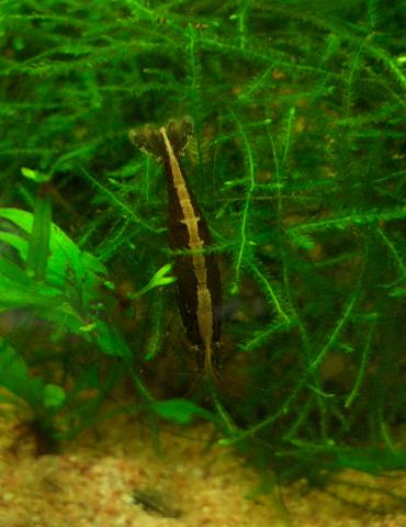 色変わりアルジーさん 11.24