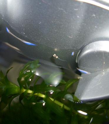 メダカの初稚魚