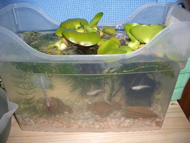 メダカ水槽 6.12