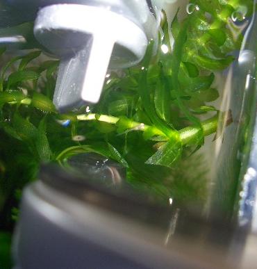 メダカの初稚魚1