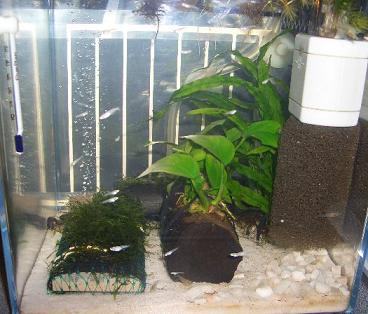 エビ水槽の稚魚 7.12