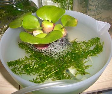 隔離中のメダカ 6.12