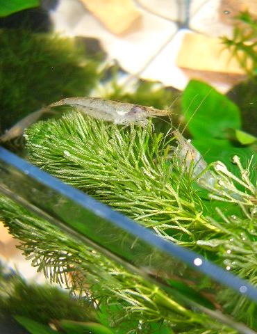 追われて水草に逃げたメスエビ