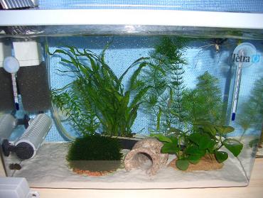 コリドラス水槽 6.12