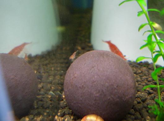 稚チェリーさん 4,1