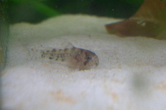 デュプリカレウスの稚魚 1,21