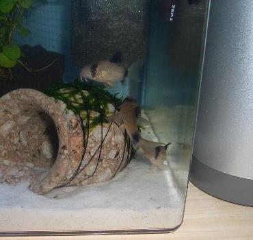 コリドラス 7.21