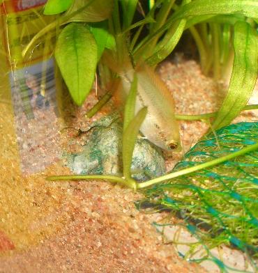 チェーンアマゾンの新芽 10.26