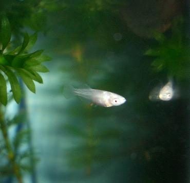 ヒカリメダカの稚魚 7.3
