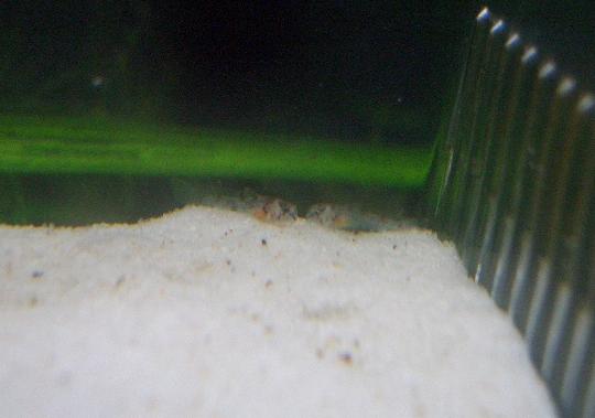デュプリカレウスさんの稚魚 12,31