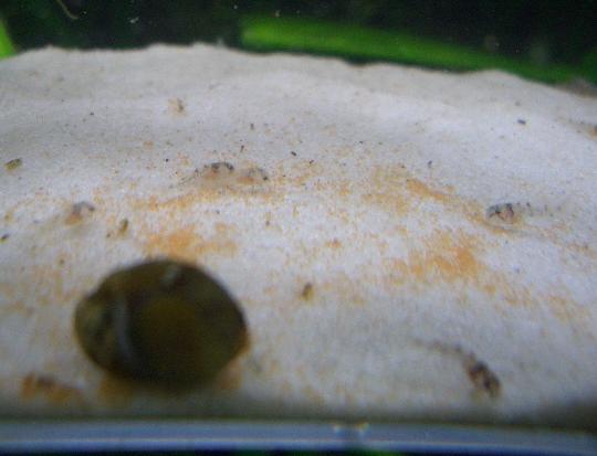アルテミアを食べるデュプリカレウス稚魚 12,31