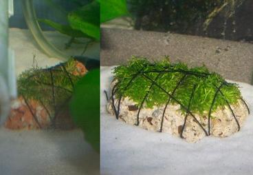 ドワーフリシア 7.21