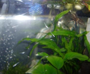 エビ水槽の稚魚 7.4