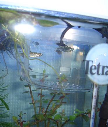 フードキーパー