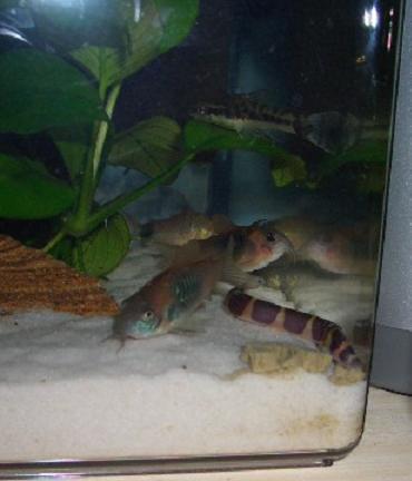 みんなのお気に入り、コリタブ