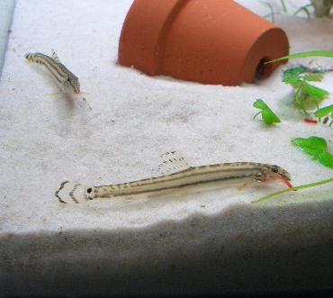 赤虫を食べるスジシマさん 2.24