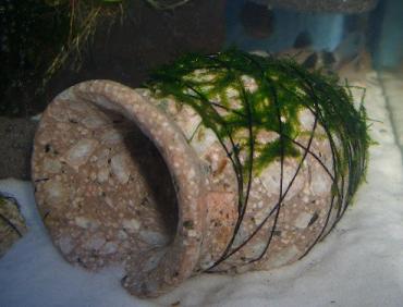 ウィローモス付タコツボ