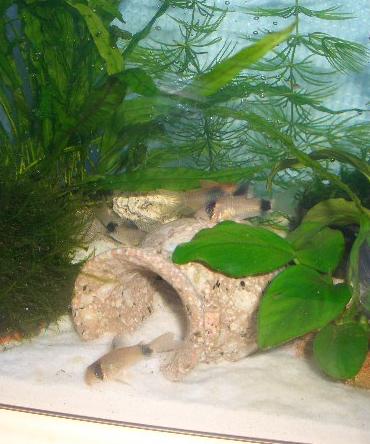 遊ぶコリたちｗ