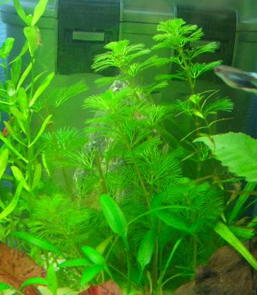 カボンバカロリニアーナ 2.23