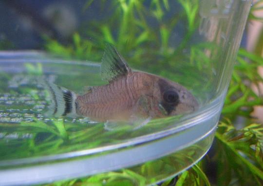 新入りオイヤポク　8,16