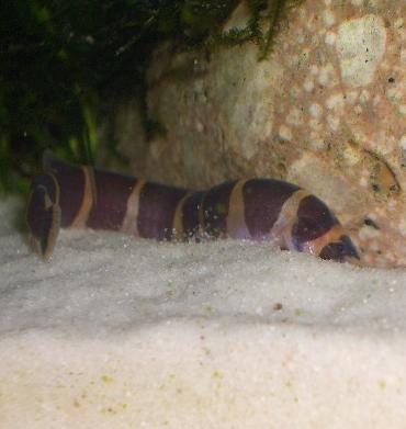 砂に潜るクーリーさん 8.29