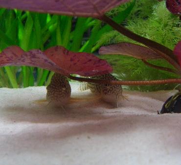 ステルバイさん 2.11