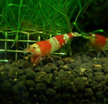 赤虫を食べるビーさん 2.24
